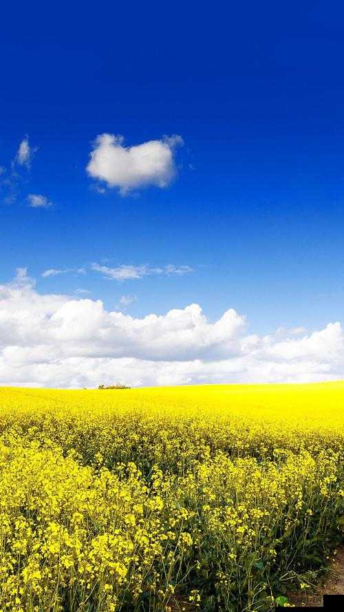 1204 手机基地你最懂的:提供专业手机服务与资讯