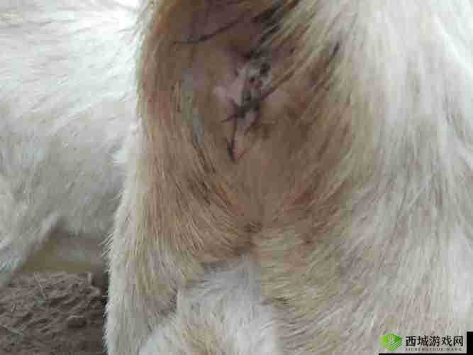 羊水门图片:揭示不为人知的生命孕育神秘瞬间