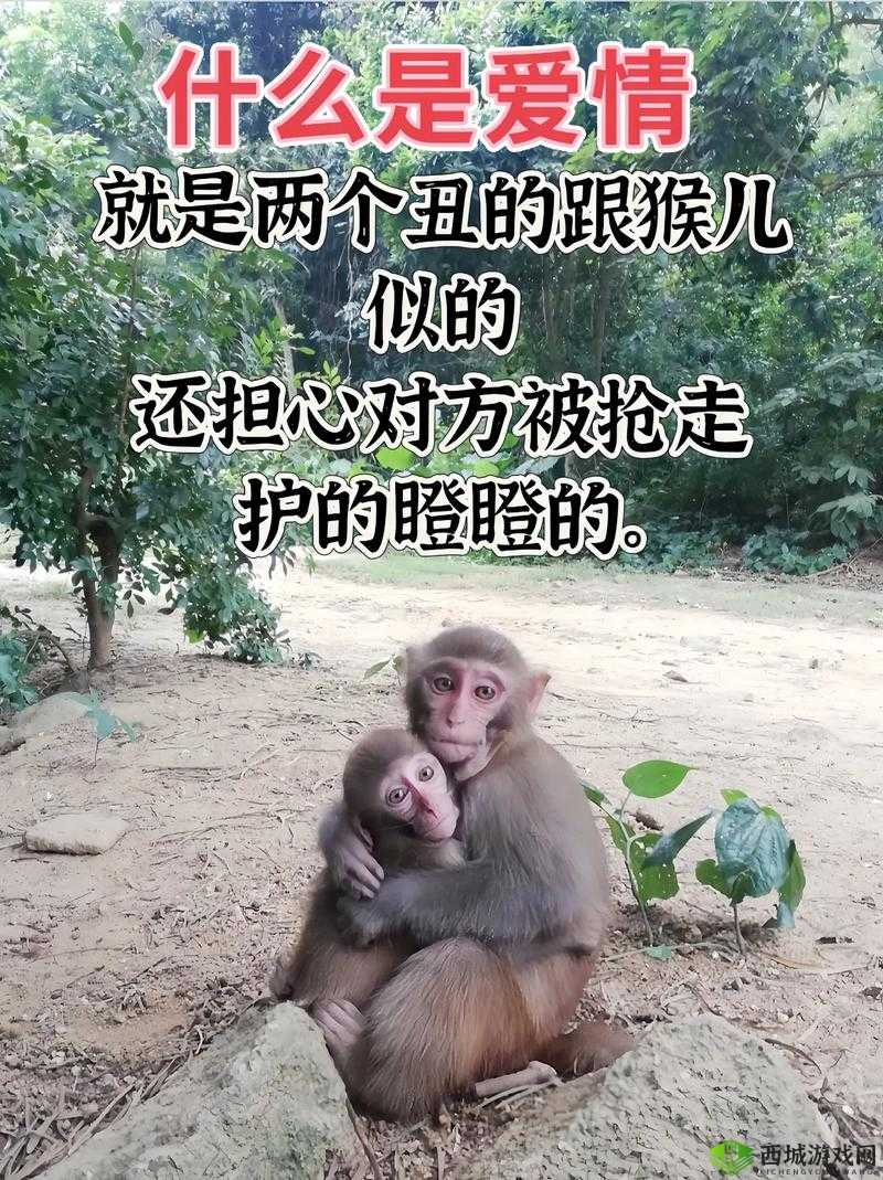 两只猴子可以成为夫妻吗:探究动物界的情感关系可能性