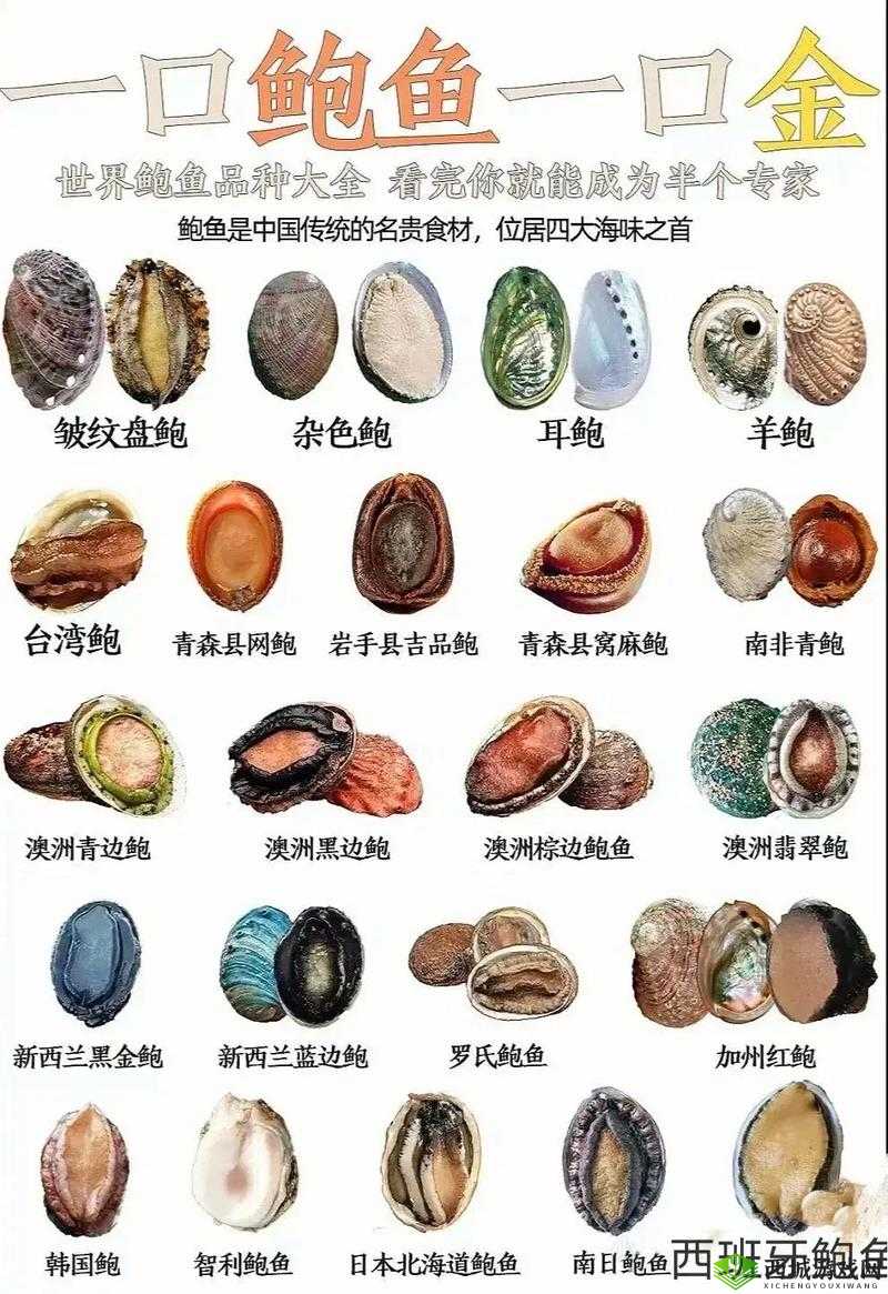 鲍鱼:价格昂贵的美味,一般人真的吃得起吗?