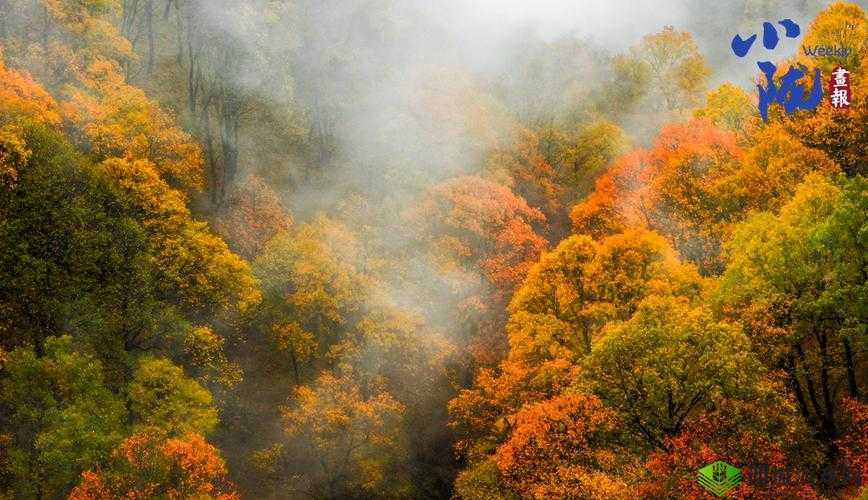 大地资源免费视频观看:各类精彩视频任您畅享