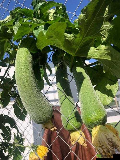 草莓樱桃丝瓜秋葵榴莲黄瓜大全:丰富果蔬的多彩世界