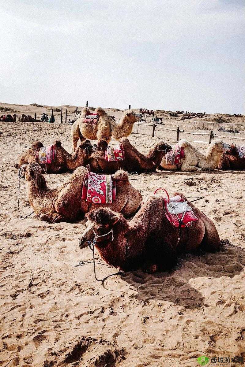 沙漠之旅,商队骆驼的选择——讨好还是抢夺?