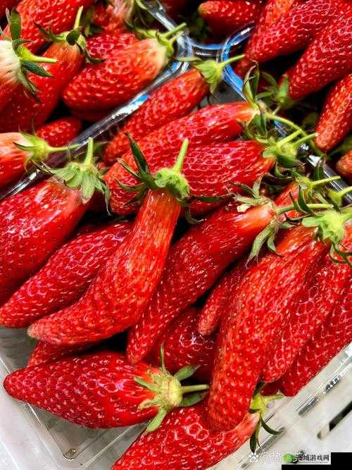 香蕉视频榴莲视频草莓视频黄瓜视频:四种水果视频大集合