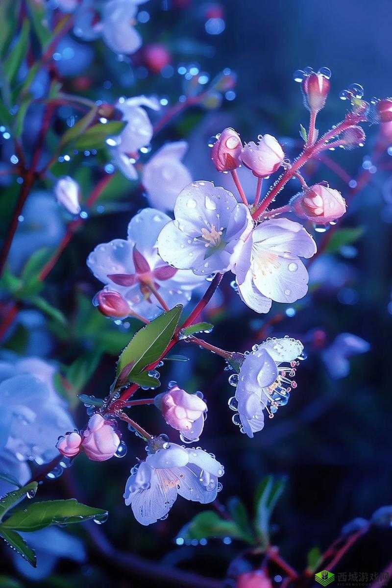 绝美91 风月海棠:花中仙女的梦幻世界