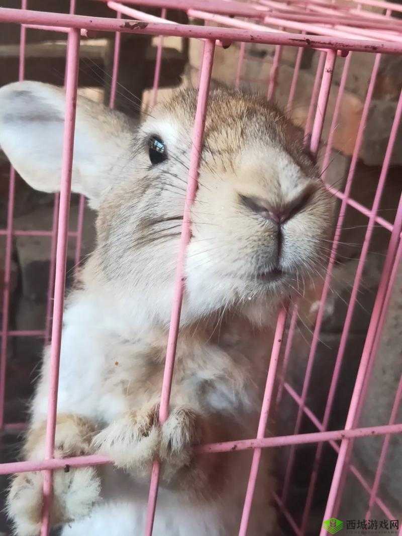 老师的大兔子引发的争议:是教育的失败还是道德的沦丧?