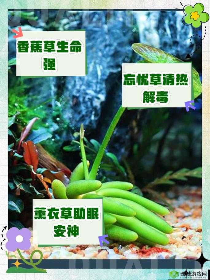 香蕉和忘忧草有什么区别?带你了解二者的不同之处