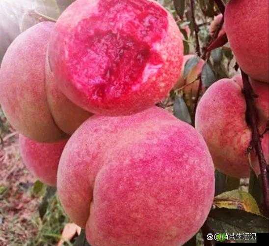 红桃国际一起草:关于它的详细介绍与深入分析