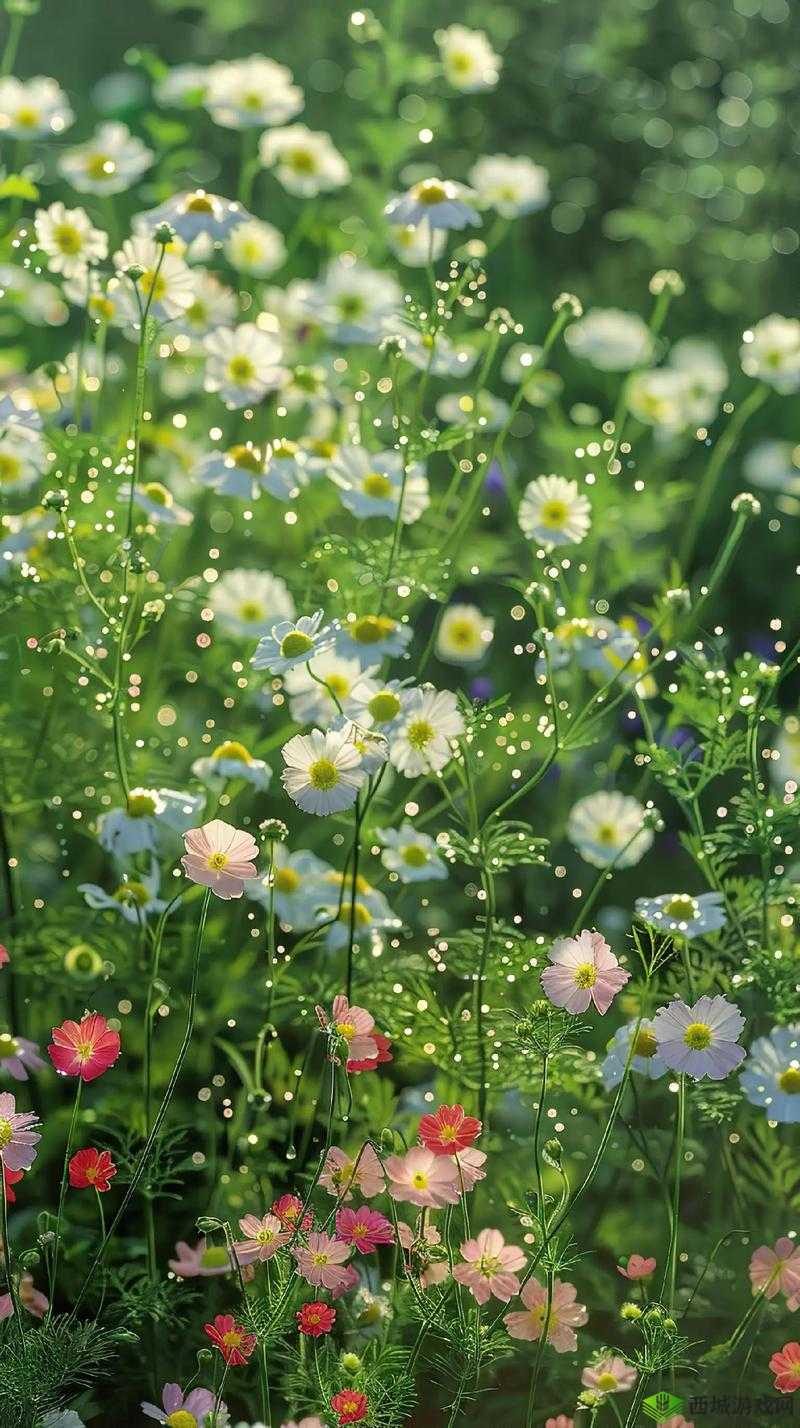 野花视频免费观看高清在线观看:超多精彩内容等你来看