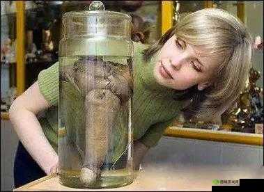 令人惊叹的非洲裔美国变性人用其阴茎自慰的独特经历:HDpornUp.com 呈现