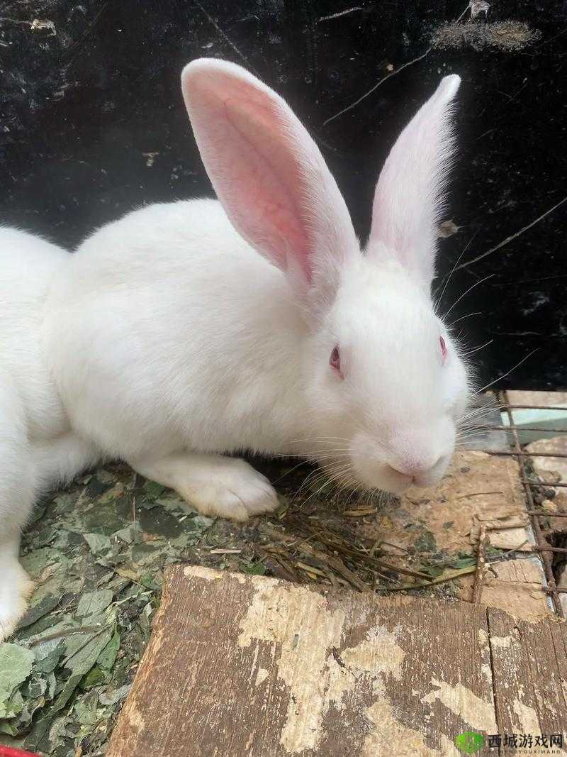 我的小兔兔:男朋友对我的独特喜好之谜