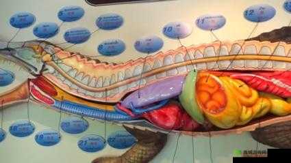 探究牲ZOZ〇交体内:动物性行为的奥秘