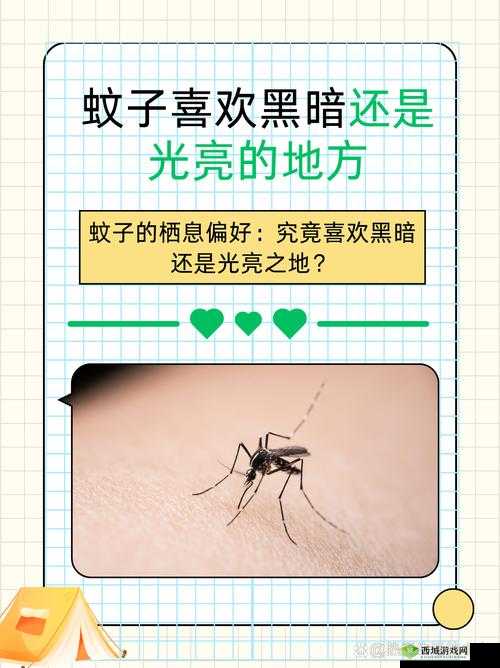 蚊子与夏夜,一场微妙的较量