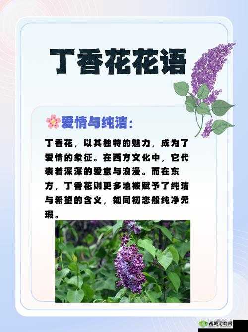 丁香八月婷婷:在时光中绽放的绚烂与芬芳