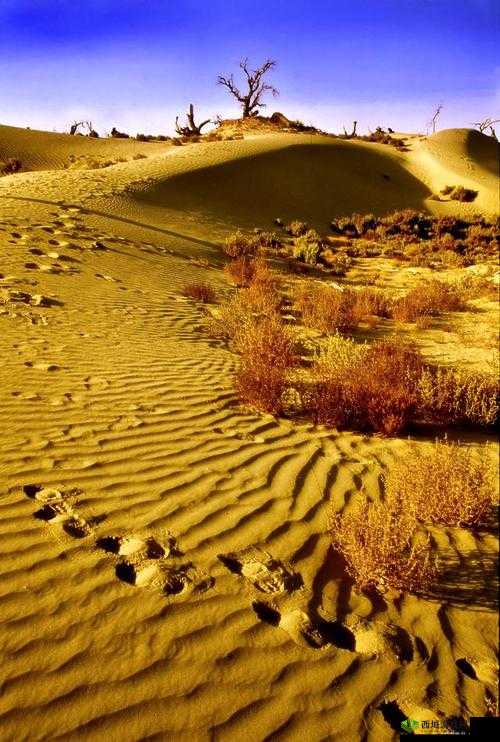 荒漠乐园,探索与生存的绿色奇迹