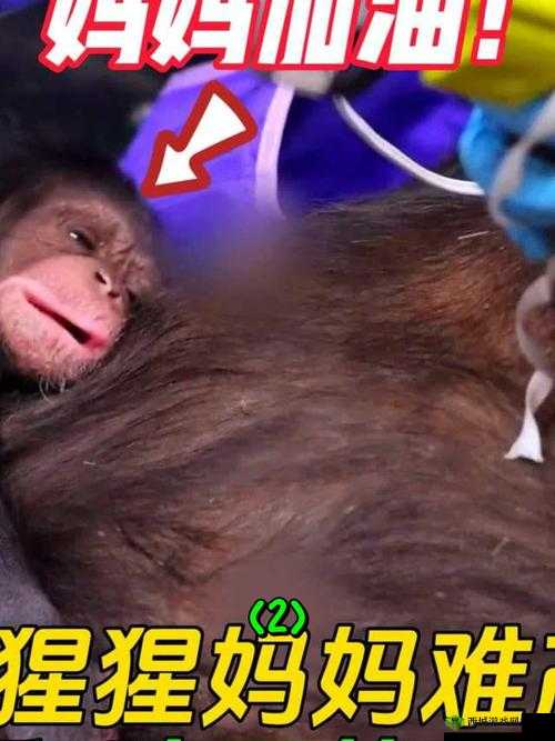 荒漠乐园遇到大猩猩怎么办?怎么消除误解与冲突?