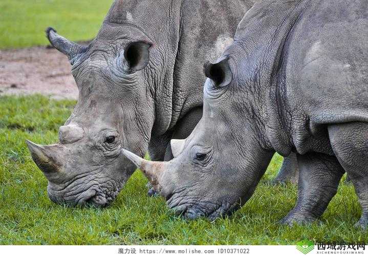 荒漠乐园犀牛出现方法,草、水与云的资源管理艺术