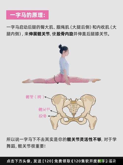 一字马时唇瓣是否打开:揭秘女性身体的奥秘