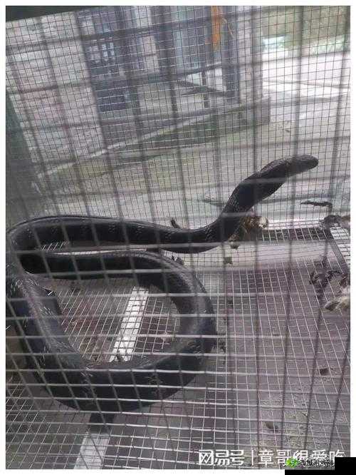 被一条蛇做到崩溃:那难以言喻的惊恐体验
