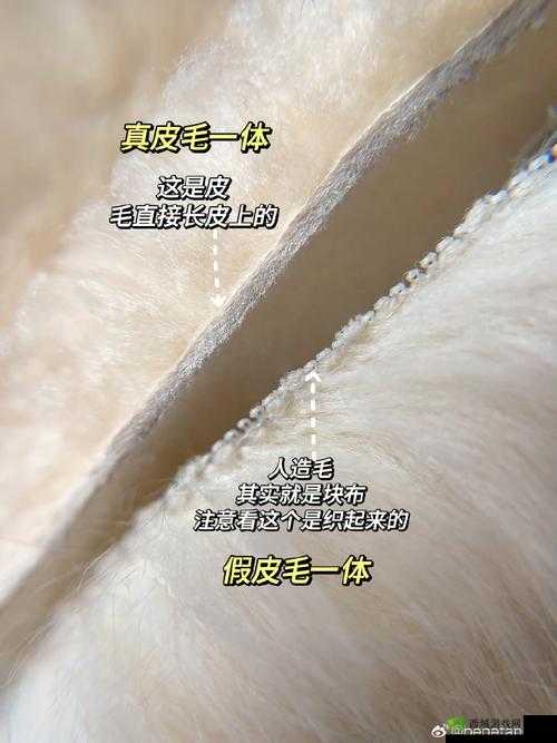 AAAA 级毛皮：纯度与仿制品的较量