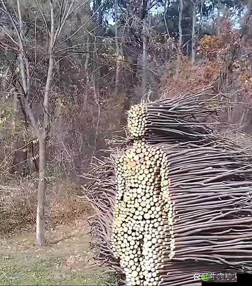 柴火垛里的疯狂 55 集:一段充满离奇与惊喜的独特故事之旅