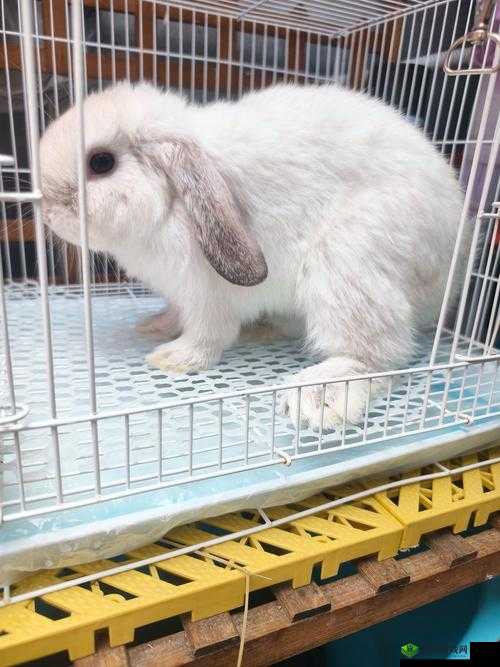 尺寸 po 长耳兔:软萌可爱的巨型宠物