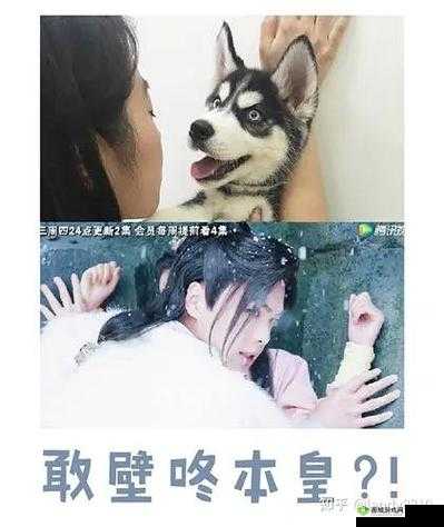 九州天空城3D,探索与捕捉——原谅猫位置详解