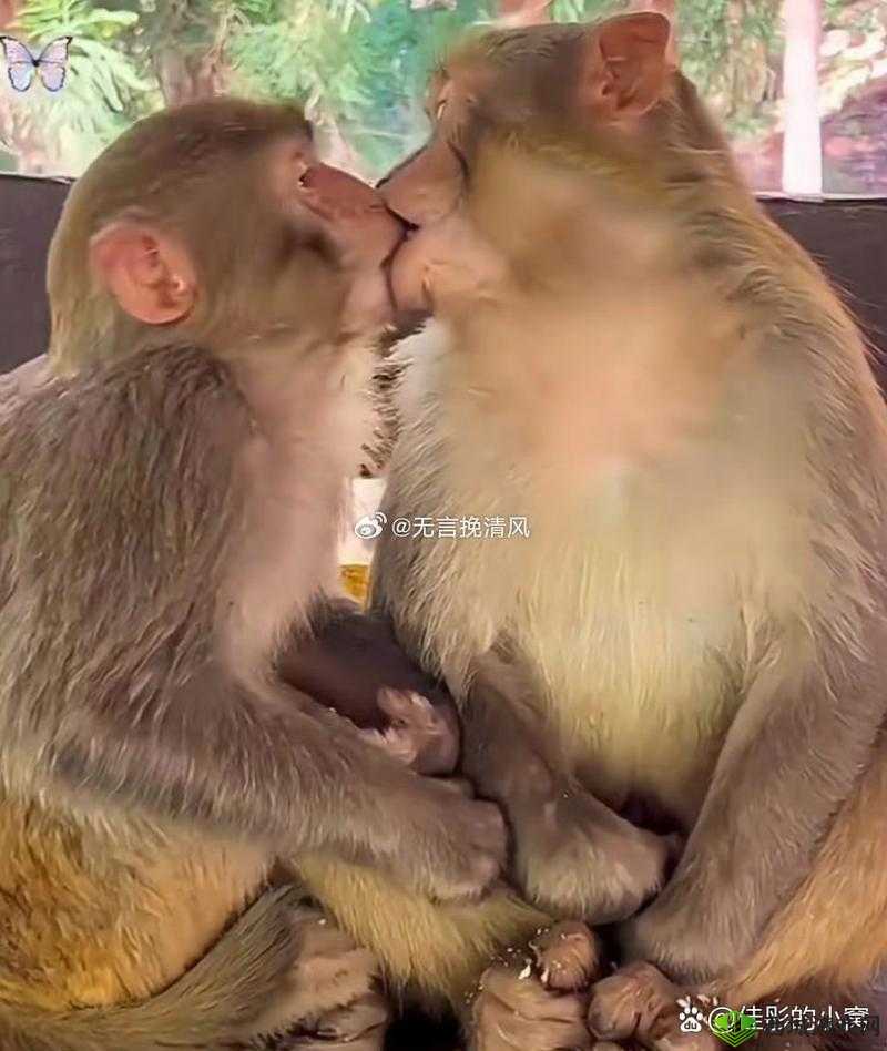 两只猴子可以成为夫妻吗?揭秘动物界中的情感与伴侣关系
