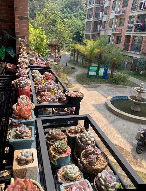 皇家共享小公主多肉养护秘籍:如何轻松打造健康繁茂的多肉花园