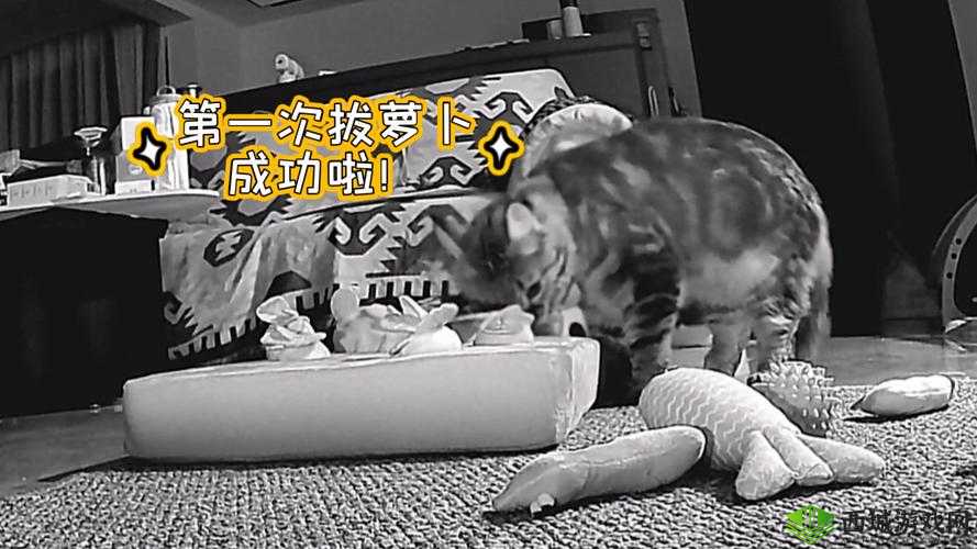 二人世界拔萝卜最新版本更新内容详解:新增功能与玩法优化全解析