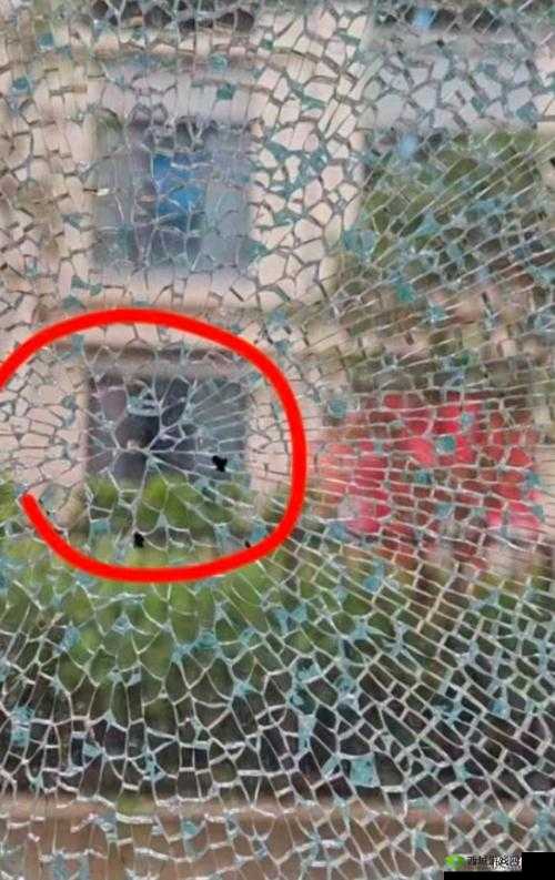 9分42秒头撞玻璃视频引发热议:惊险瞬间全记录,网友直呼不可思议