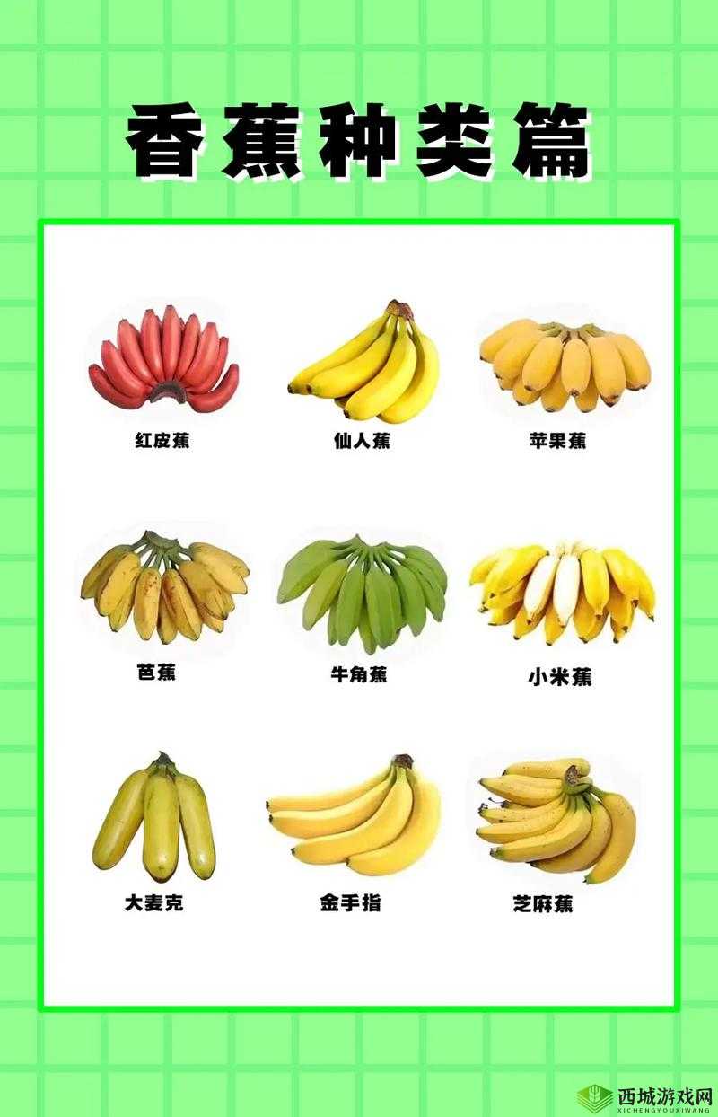 大伊波香蕉网最新资讯：如何挑选优质香蕉及香蕉的健康益处全解析