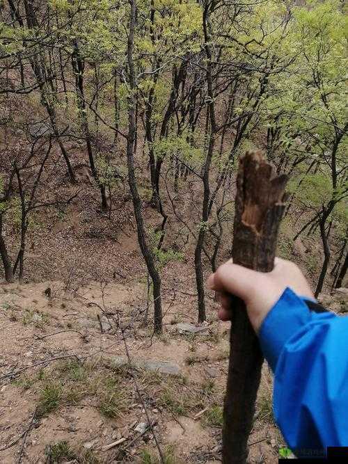 据点守卫上树技巧，掌握斜树的攀登艺术