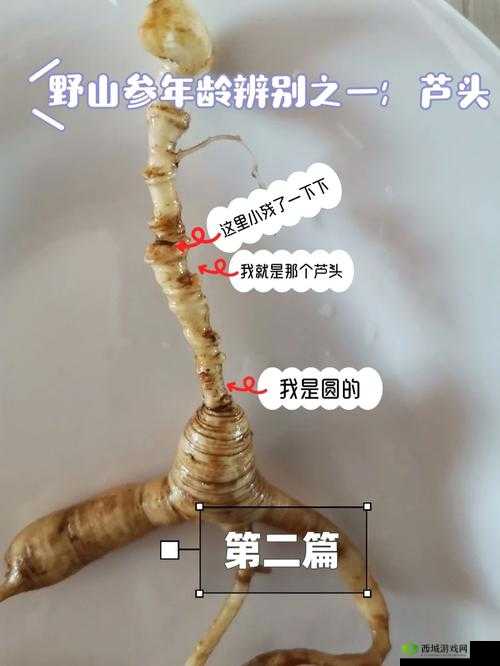 我的侠客人参,珍贵药材的多重妙用