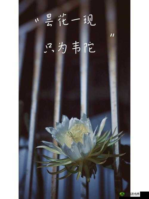 昙花一现,刹那永恒