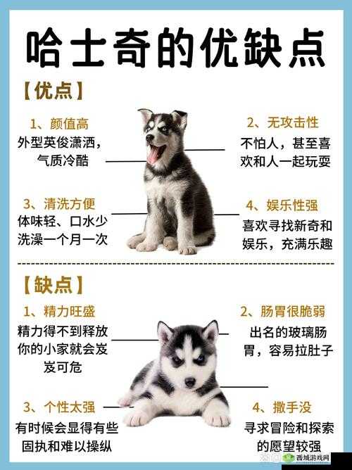 天涯明月刀手游狗怎么获得？哈士奇获取攻略