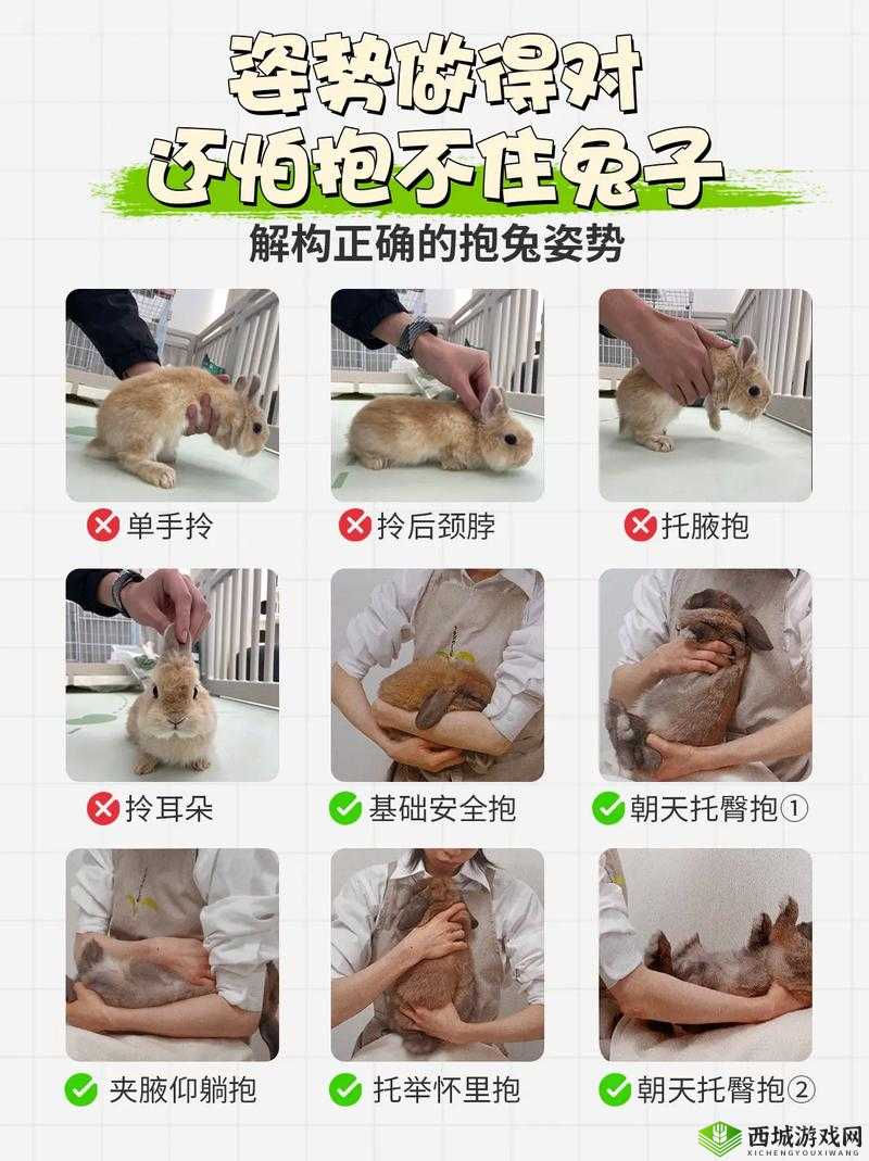 咬小兔兔的视频教程：如何让你的小兔子变得更可爱？