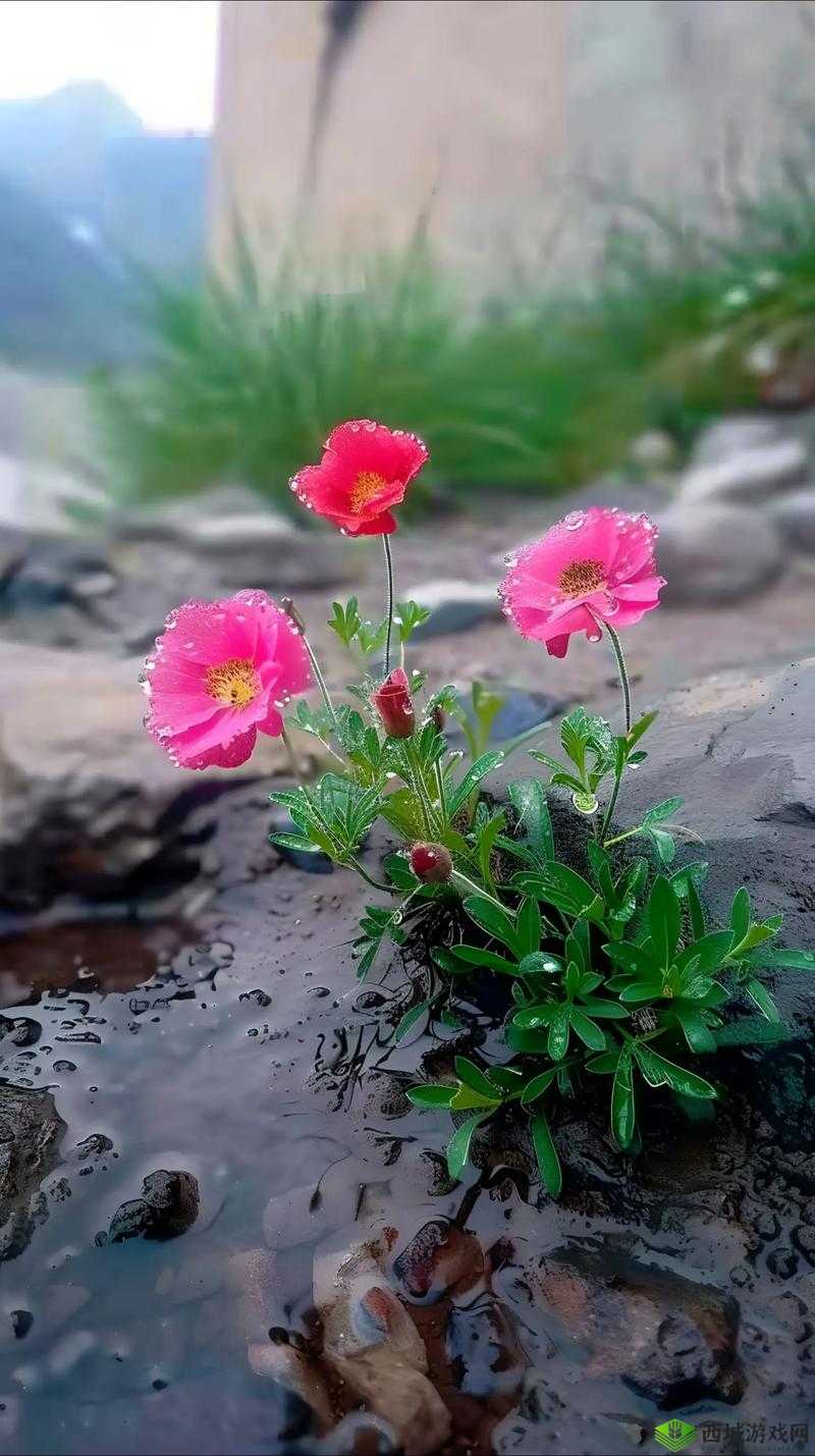 野花社区 www 中文新搜索:探寻自然之美,领略野花魅力