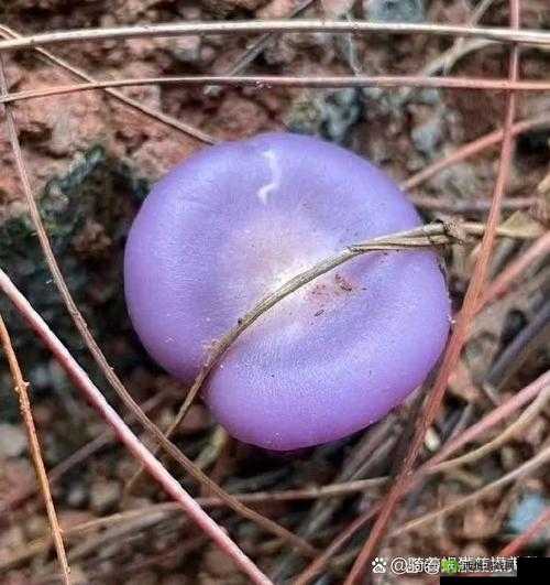 紫色蘑菇根粗大,能吃吗?为何迟迟不被收入?