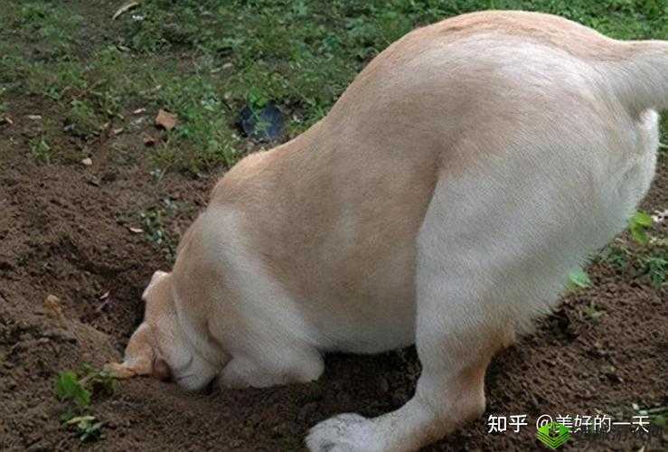 小狗为什么会爬过来叫主人?这背后的原因可能出乎你的意料