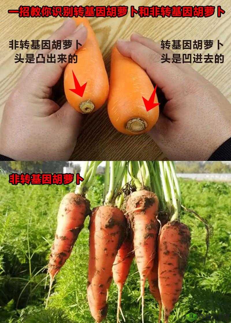 女生用胡萝卜,是选大头还是小头?