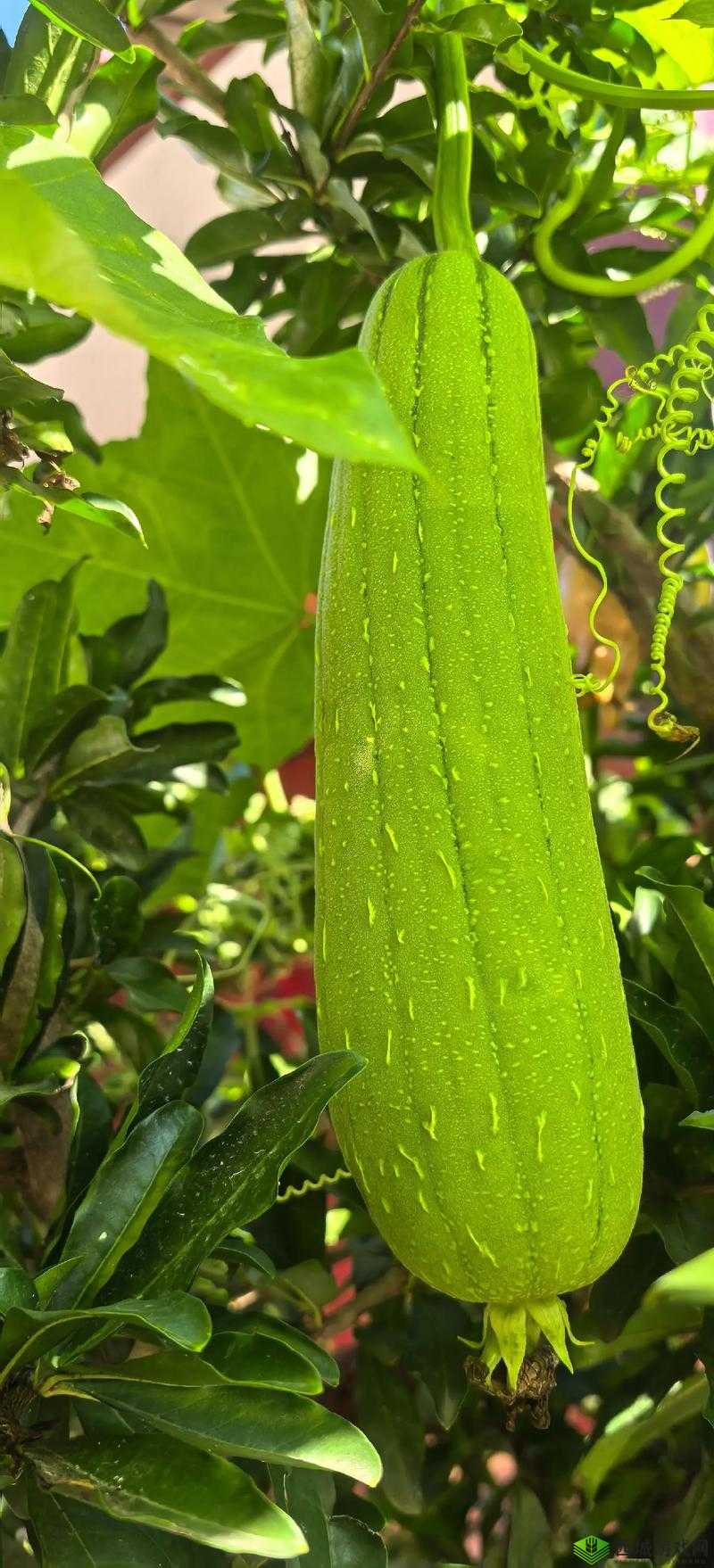 提问:丝瓜、草莓、秋葵、榴莲,谁是你心中最独特的蔬果?快来选一选