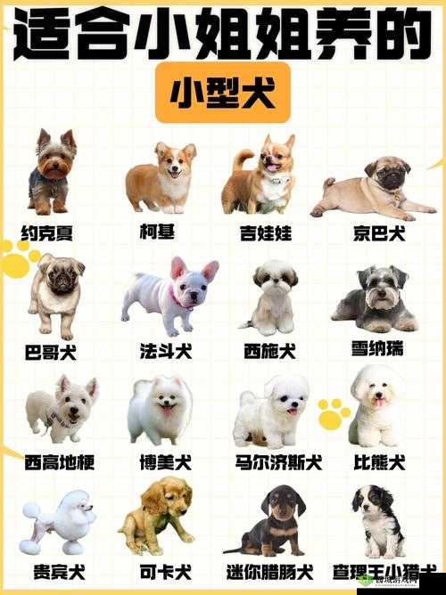 有哪些适合小户型的狗狗?ZOOMSERVO 兽狗了解一下