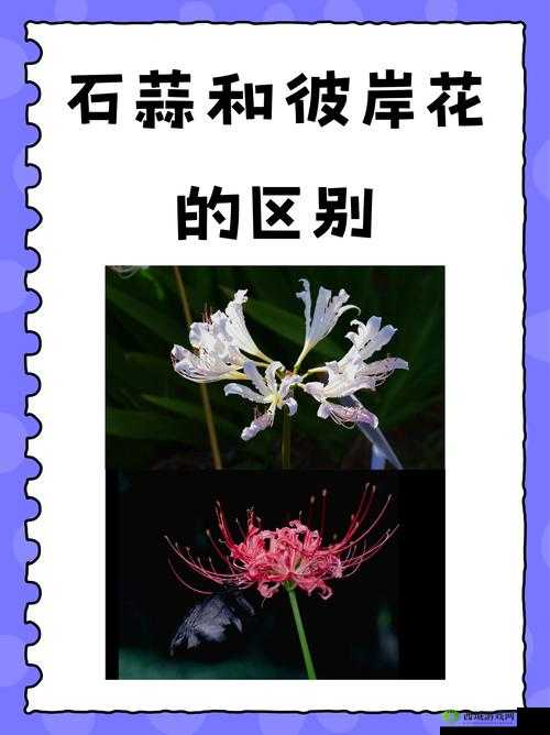 妄想山海彼岸花在哪里?花束位置介绍全攻略