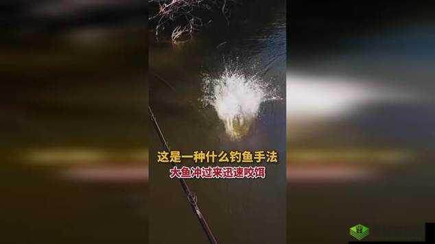 一夹一放与锦鲤吸水技巧对比:掌握这两种钓鱼手法的关键区别与应用场景