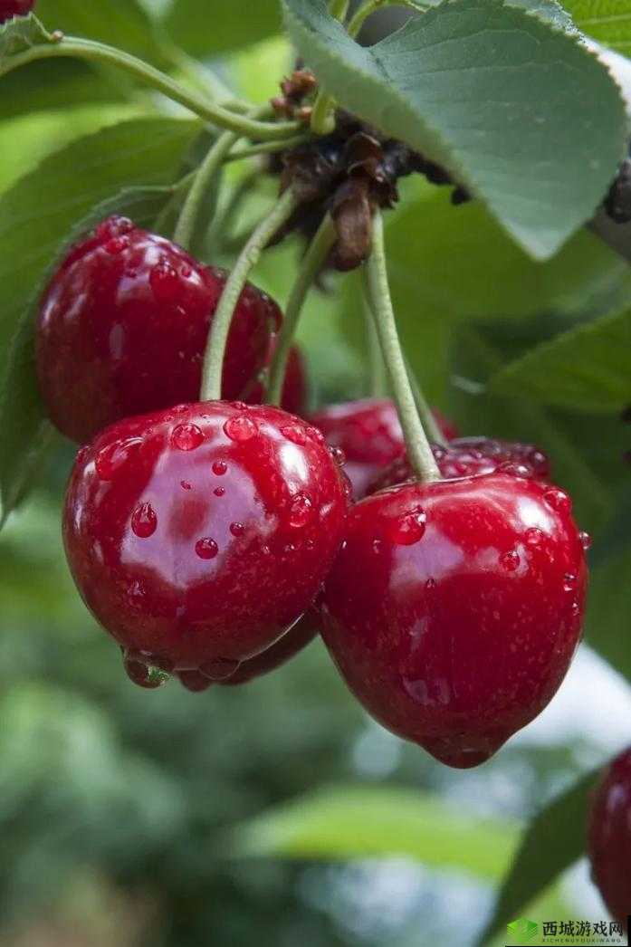 100 张超好看的樱桃图片大赏,快来一起欣赏这迷人的樱桃之美吧