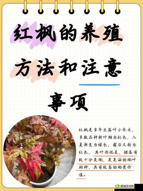 江南百景图红枫怎么种植 红枫获得方法介绍