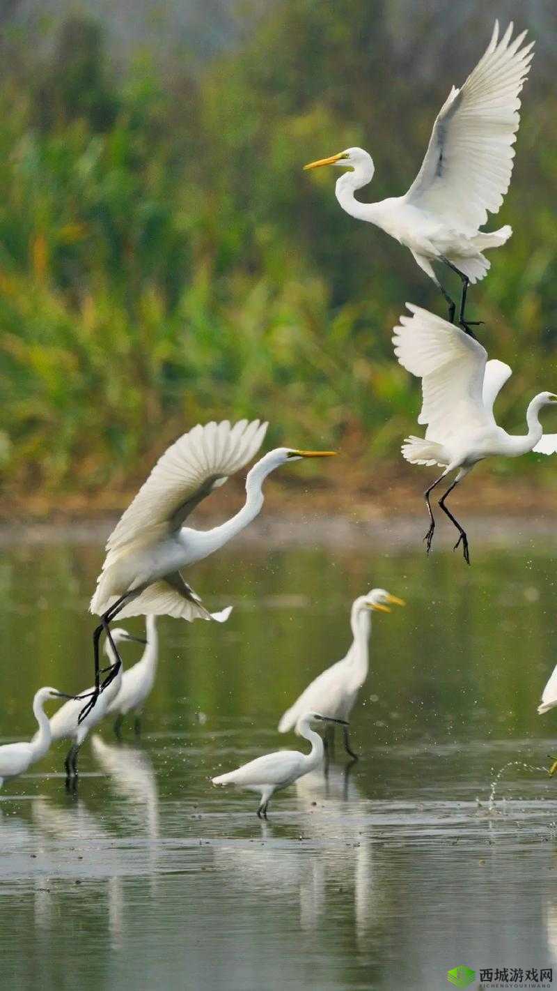 国产超清自在线拍：高清画质与便捷拍摄的完美结合，随时随地记录精彩瞬间