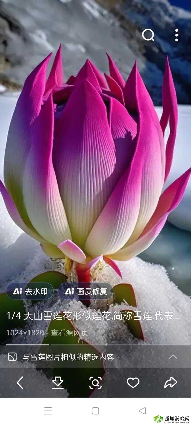 新疆女人活体莲花是什么?为什么会引起这么大的争议?