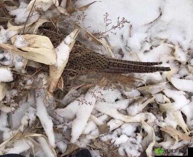 山上野鸡多少一斤?最新市场价格及购买指南,了解真实行情与选购技巧